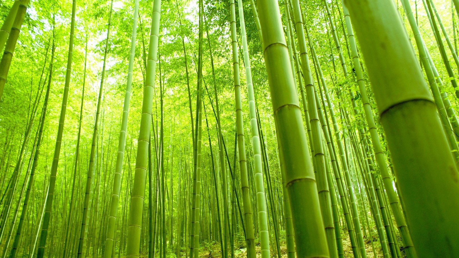 竹子是一种神奇的植物和材料!